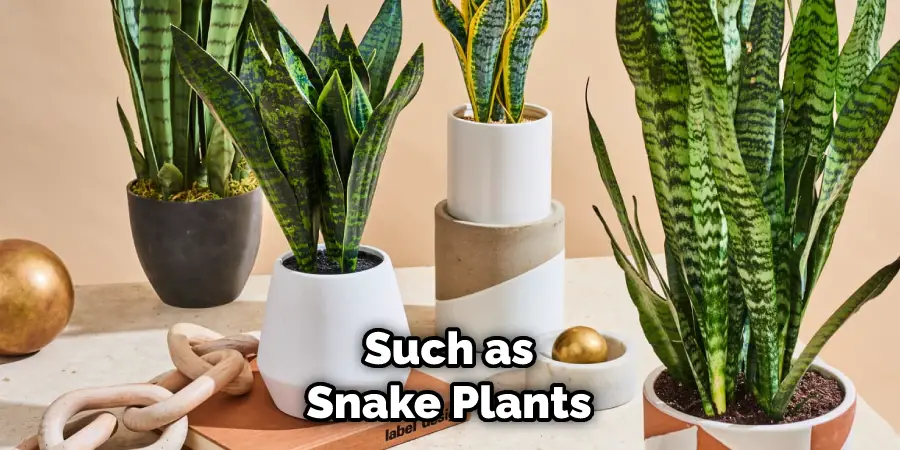 Such as Snake Plants