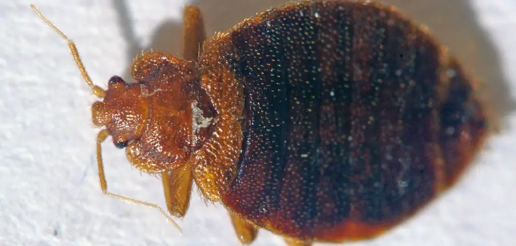 How to Treat Sofa for Bed Bugs