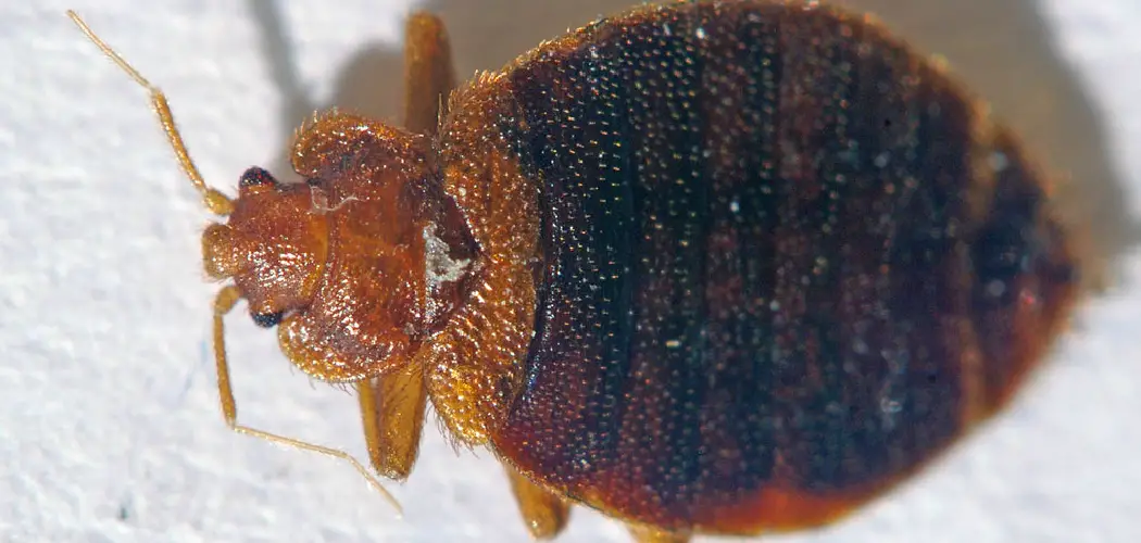 How to Treat Sofa for Bed Bugs
